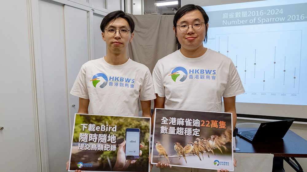 全港麻雀估算逾22萬隻 香港觀鳥會冀建立城市雀鳥數(shù)據(jù)庫