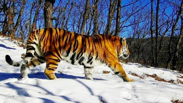 又有老虎進(jìn)村？當(dāng)?shù)鼗⒈只貞?yīng) 網(wǎng)友：「虎豹局」是個(gè)什麼局？