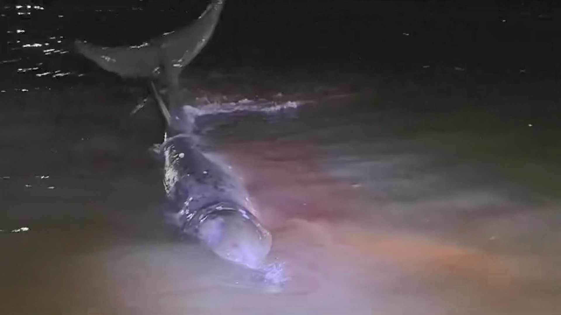 漁護(hù)署於大澳發(fā)現(xiàn)鯨魚擱淺 身上有傷口