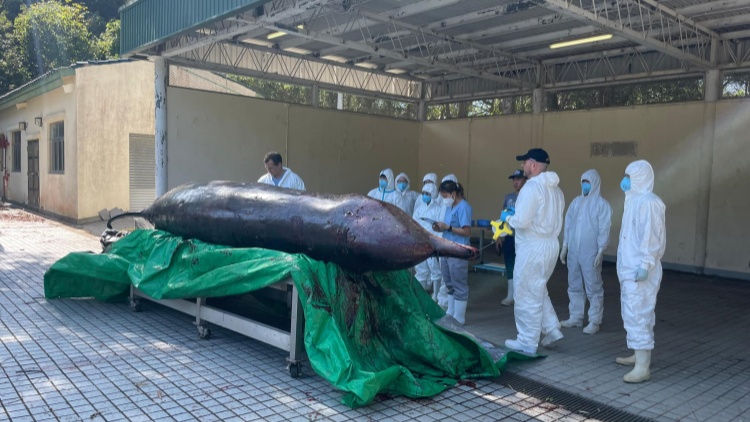 漁護署解剖大澳擱淺死亡鯨魚  發(fā)現(xiàn)消化系統(tǒng)內(nèi)有大型帆布袋