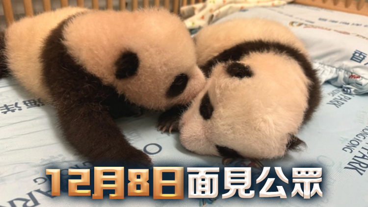 首對(duì)港產(chǎn)大熊貓雙胞胎BB 龐建貽料農(nóng)曆新年後和市民見(jiàn)面