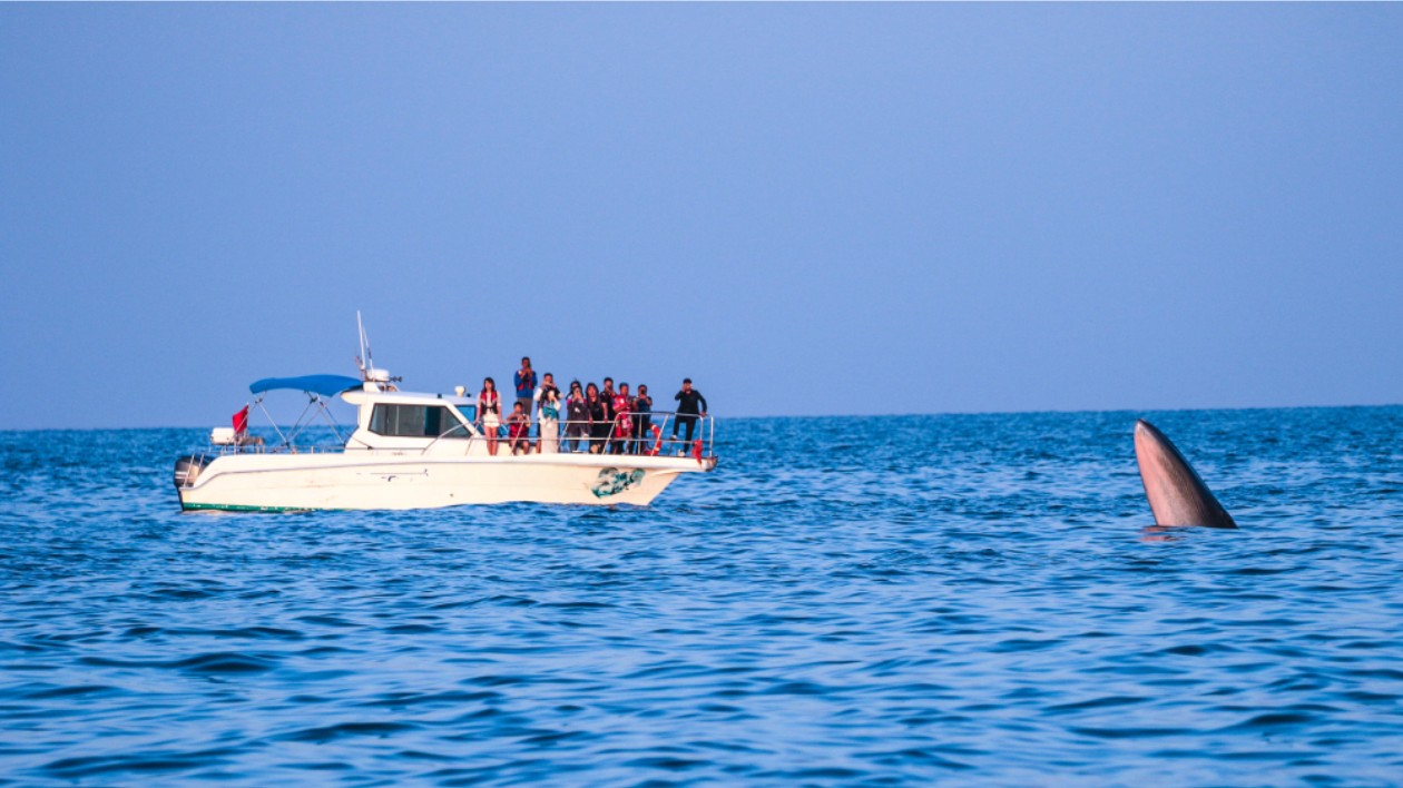 《潿洲島觀鯨指南》發(fā)布