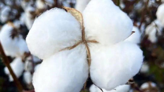 優(yōu)衣庫創(chuàng)始人稱不使用新疆棉 新疆棉花協(xié)會(huì)：堅(jiān)決不能接受