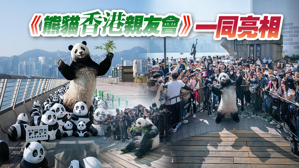 大型熊貓主題展覽《PANDA GO！香港遊》舉行 2500隻熊貓現(xiàn)身星光大道