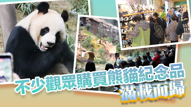 多圖丨「安安」「可可」首天見(jiàn)公眾 大熊貓粉絲迫爆海園