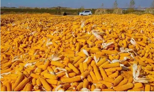 中儲(chǔ)糧玉米收儲(chǔ)增規(guī)模、穩(wěn)市場(chǎng) 