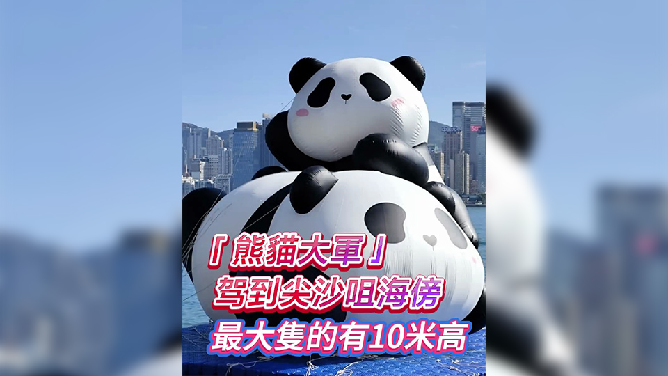 有片丨「熊貓大軍」駕到尖沙咀海傍 最大隻的有10米高！