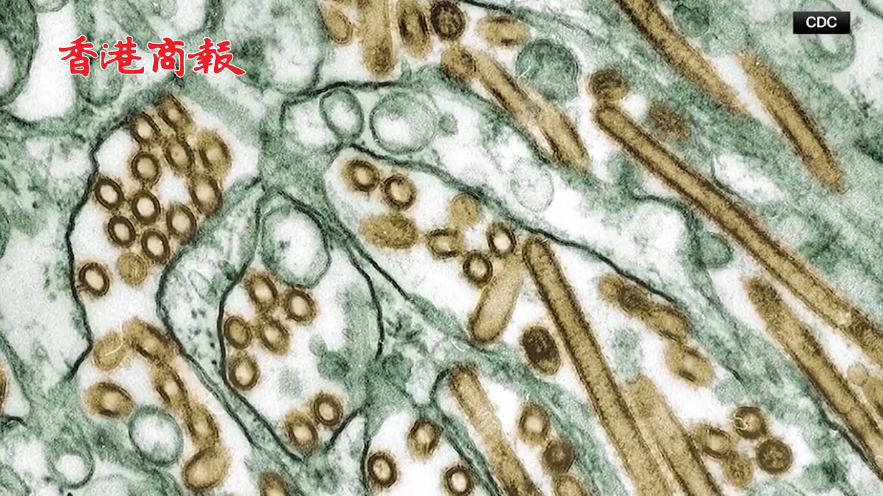 有片丨美國出現(xiàn)首例禽流感H5N1重癥病例 加州宣布進入緊急狀態(tài)