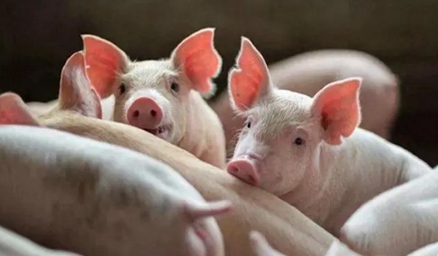 中國(guó)生豬養(yǎng)殖扭虧為盈   預(yù)計(jì)全年頭均盈利約200元