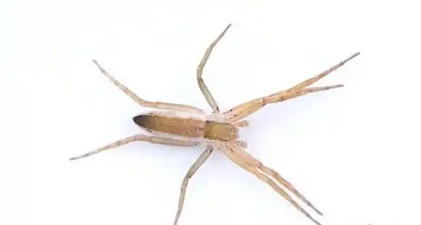 中國科研人員發(fā)現(xiàn)蜘蛛新屬 含兩種新物種