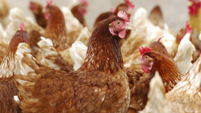 發(fā)生禽流感疫情 日本一養(yǎng)殖場(chǎng)將撲殺約110萬(wàn)隻雞