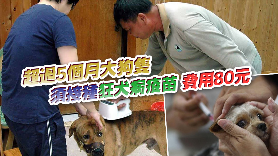 1·9起漁護(hù)署在各漁港為漁民狗隻注射狂犬病疫苗、植入晶片及續(xù)牌