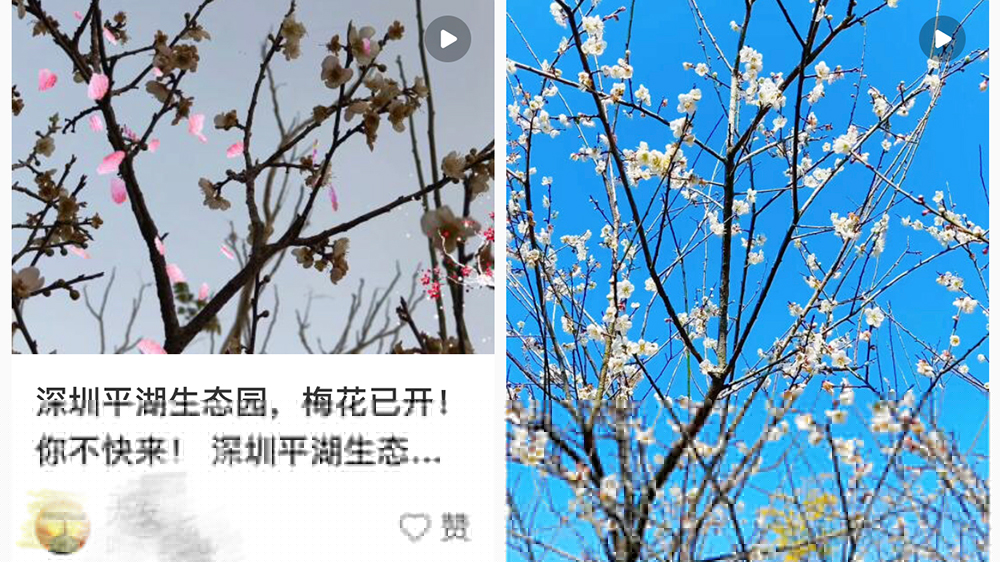 深圳今冬第一波白梅綻放！花期已至，賞梅攻略快收藏
