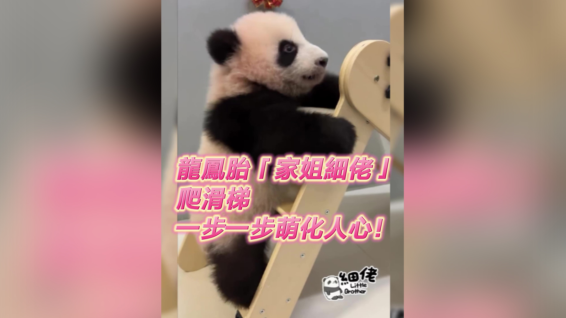 有片｜龍鳳胎「家姐」「細(xì)佬」爬滑梯　一步一步萌化人心！