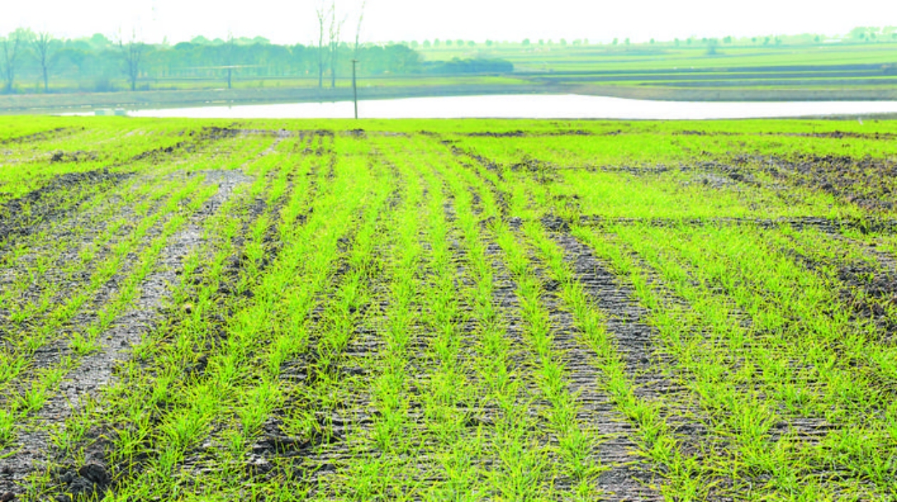 安徽巢湖：打通「經(jīng)脈」糧田變「良田」