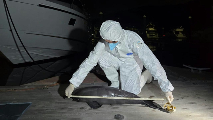 幼年江豚擱淺清水灣 累計(jì)第6宗