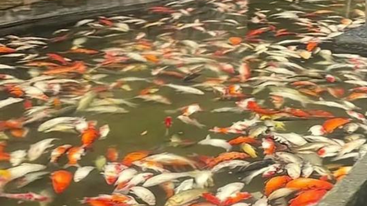 重慶江北嘉陵公園大量觀賞魚死亡 警方通報(bào)