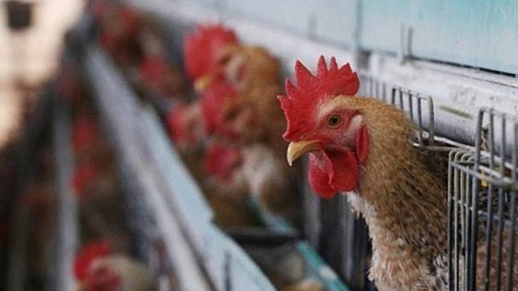 本港暫停進(jìn)口波蘭馬佐夫舍省?uromin區(qū)禽肉及禽類產(chǎn)品