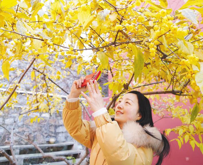 安徽巢湖：蠟梅朵朵開(kāi) 暗香隨風(fēng)來(lái)