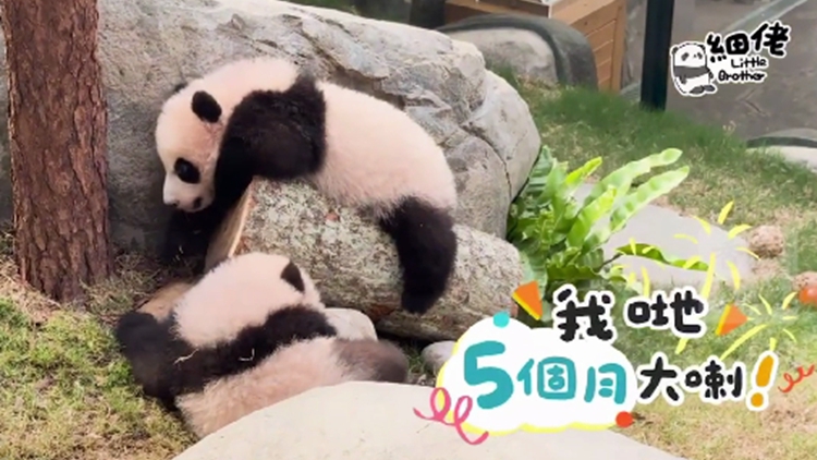 有片｜大熊貓龍鳳胎「家姐」「細佬」 今天5個月啦！