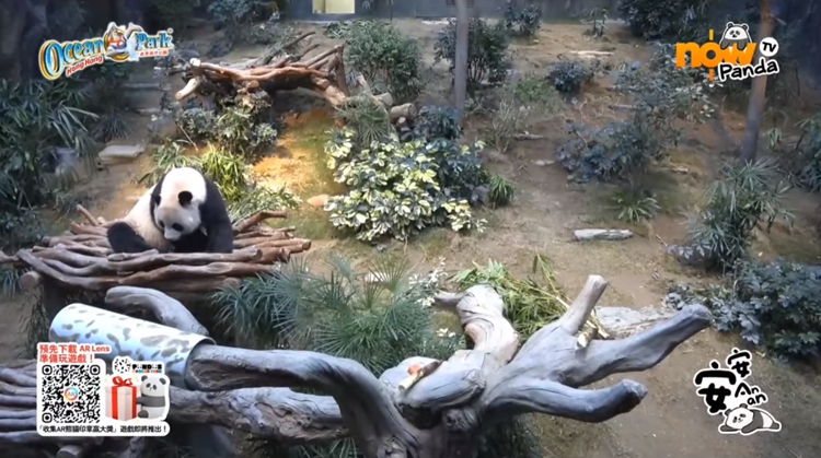海洋公園開通大熊貓直播 每日10時(shí)至19時(shí)來(lái)看「安安」「可可」！
