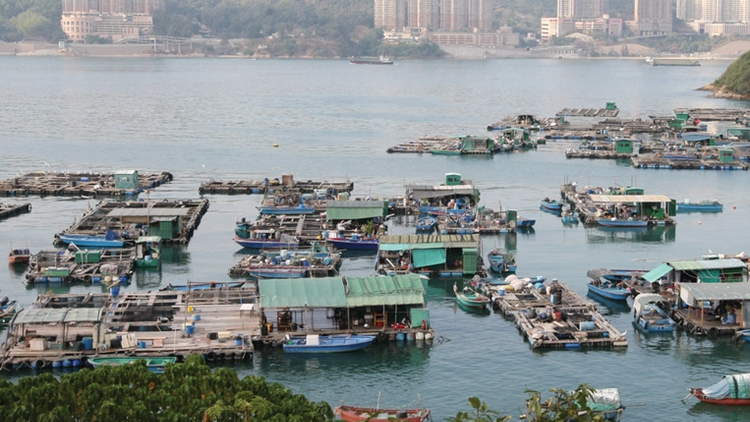 今日起持牌養(yǎng)魚戶可在魚排售賣點(diǎn)心杯麵零食及非酒精飲料等