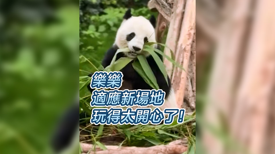 有片 | 樂樂適應(yīng)新場(chǎng)地 玩得太開心了！