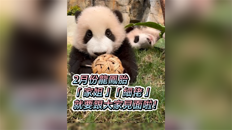 有片丨2月份小小隻龍鳳胎 「家姐」「細(xì)佬」 就要跟大家見(jiàn)面啦！