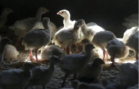 美國(guó)多州爆發(fā)禽流感 本港禁相關(guān)禽肉禽蛋進(jìn)口