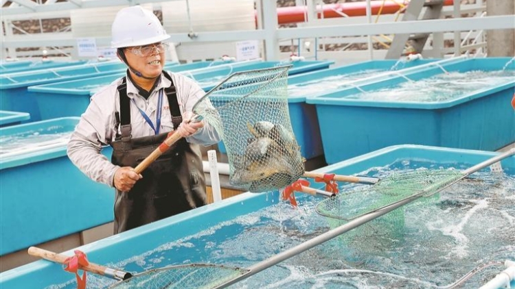 深圳水產(chǎn)特產(chǎn)名錄上新 美味佳餚端上春節(jié)餐桌