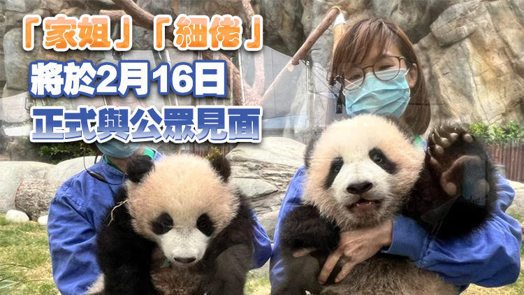 羅淑佩報(bào)喜：港產(chǎn)大熊貓BB「家姐」「細(xì)佬」體重增至10公斤！