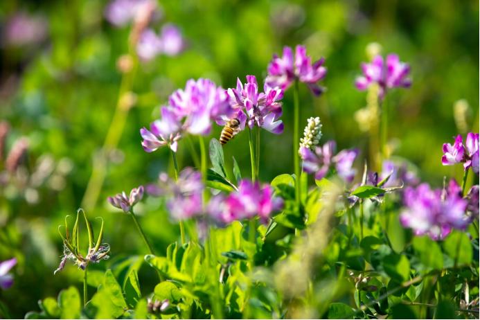 紫雲(yún)英「顏值」變「價值」 廣東以「綠肥+」打造農(nóng)文旅消費新場景