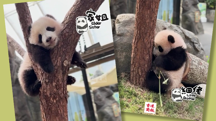 有片｜「家姐」「細(xì)佬」祝大家開工大吉！