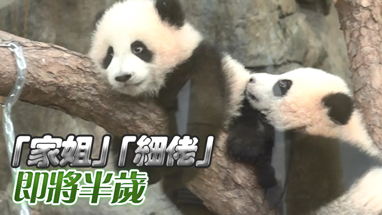 大熊貓龍鳳胎首次與傳媒見(jiàn)面 2月15日舉行亮相儀式