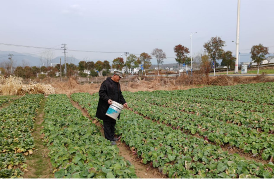 皖黟縣碧陽鎮(zhèn)：人勤春早  箭在弦上