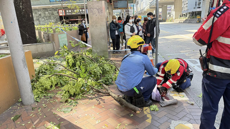 太子塌樹女傷者穩(wěn)定  涉事大樹去年底檢查狀況良好