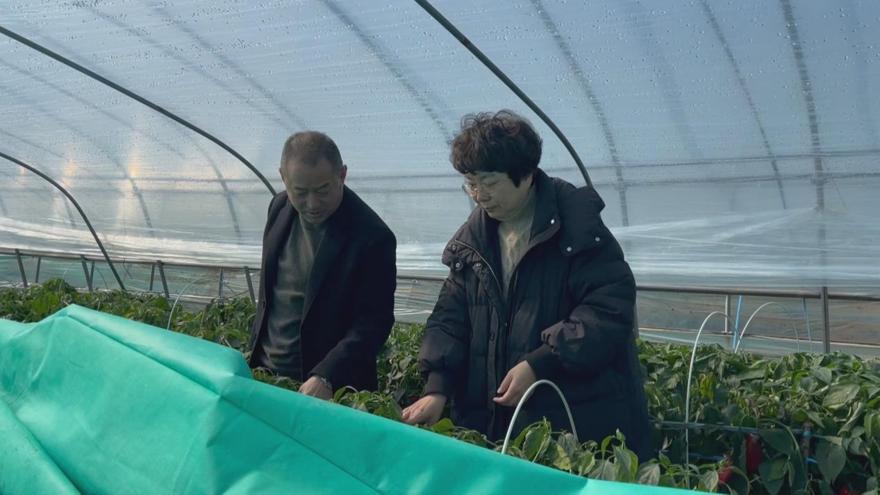 農(nóng)技人員支「暖招」  皖屯溪科學(xué)應(yīng)對(duì)「倒春寒」穩(wěn)住「菜籃子」