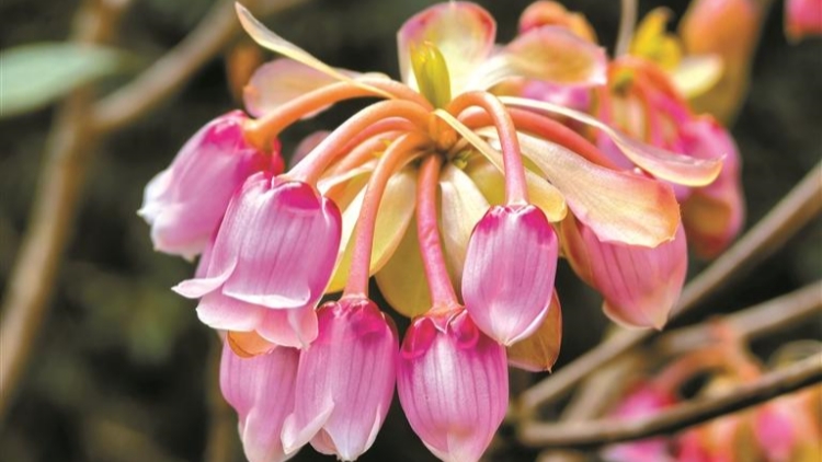 50萬株鈴兒花進(jìn)入最佳賞花期 共繪梧桐山春日浪漫