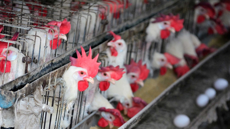 本港暫停進(jìn)口美國11州15縣禽肉及禽類產(chǎn)品