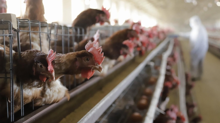 本港暫停進(jìn)口波蘭、韓國(guó)和澳洲部分地區(qū)禽肉及禽類產(chǎn)品