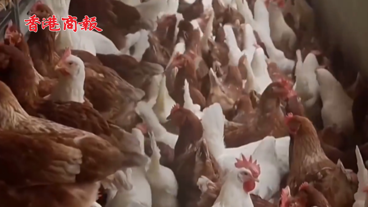 有片丨美國近70人感染H5N1型禽流感 世衛(wèi)：難獲美疫情信息