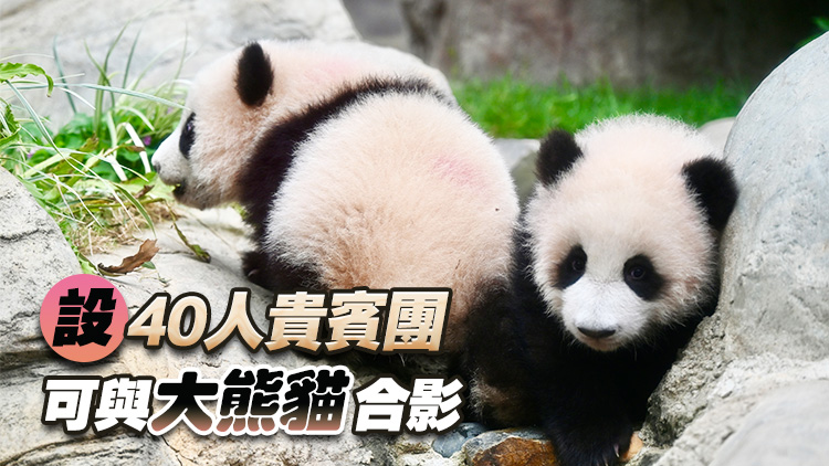港產(chǎn)大熊貓BB周日與公眾見面 每日限時(shí)5小時(shí)參觀