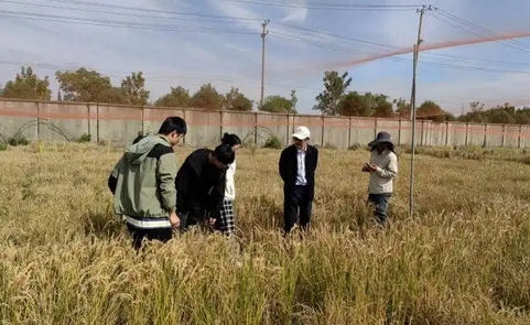 中國科學(xué)家成功創(chuàng)製輔酶Q10水稻新種質(zhì) 