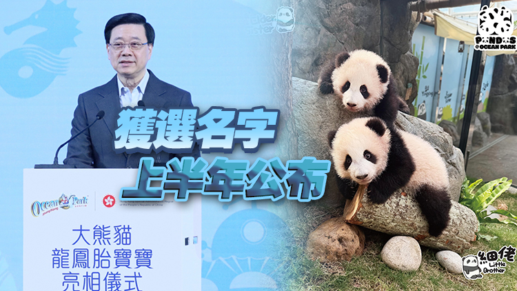 港產(chǎn)大熊貓寶寶徵名開始啦！市民即日起可提交建議