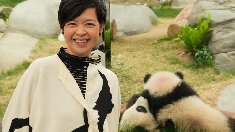 有片｜「家姐」「細(xì)佬」太可愛 局長也成熊貓迷