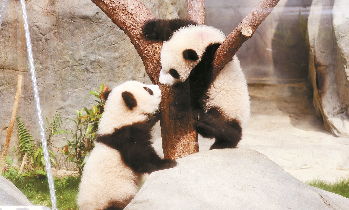 海洋公園大熊貓龍鳳胎16日正式與公眾見面