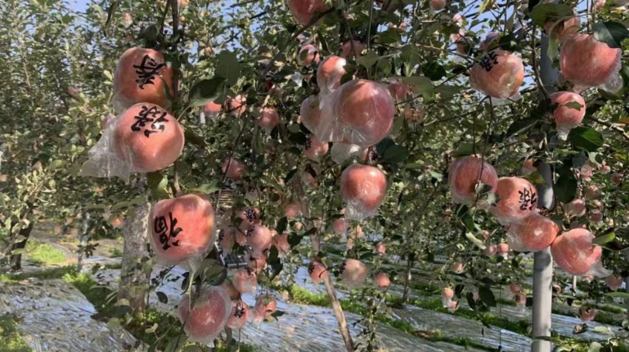 山西臨猗王萬保果品種植專業(yè)合作社助力果農(nóng)打開「致富鎖」