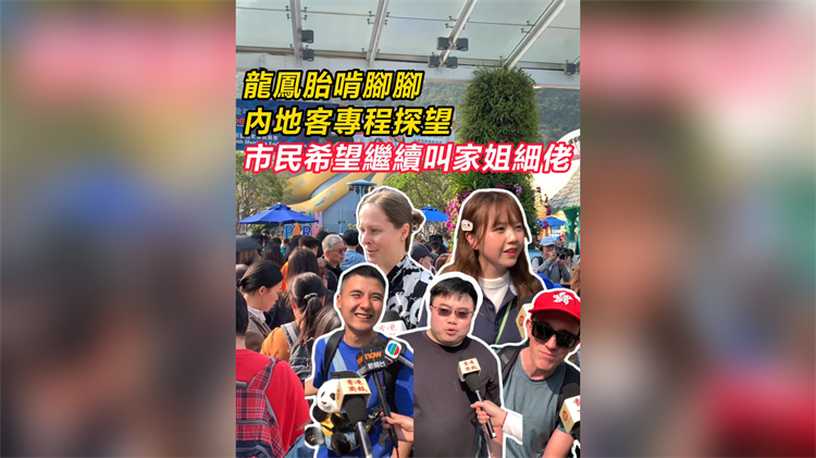 有片｜大熊貓龍鳳胎啃腳腳 內地客專程探望 市民希望繼續(xù)叫家姐細佬