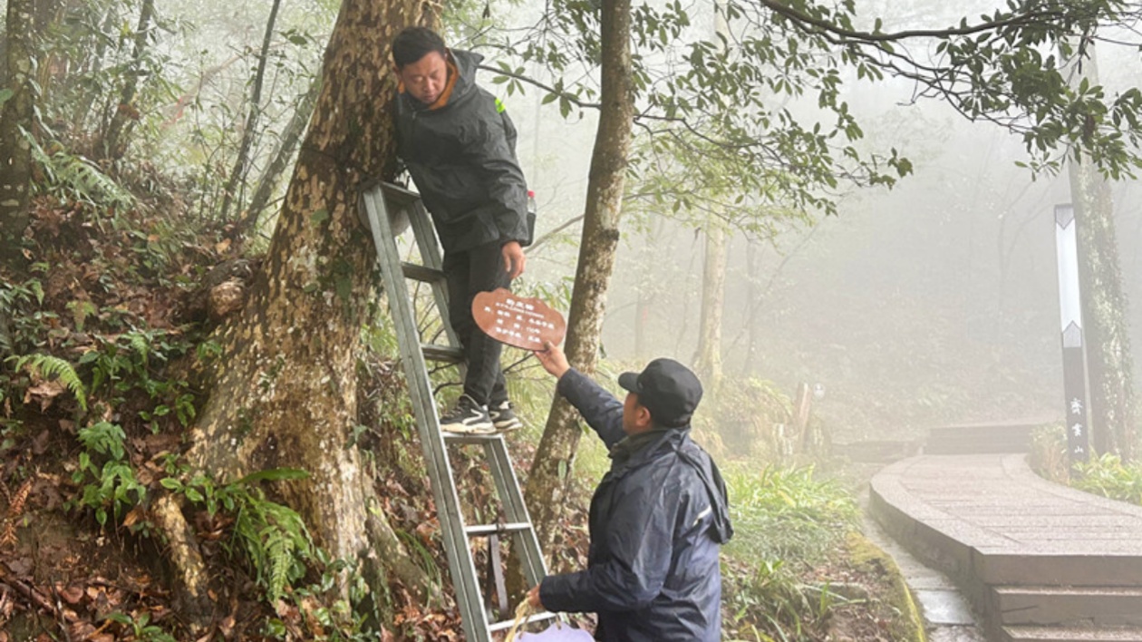 皖休寧縣：保護+利用  古樹名木煥發(fā)文旅「新」活力