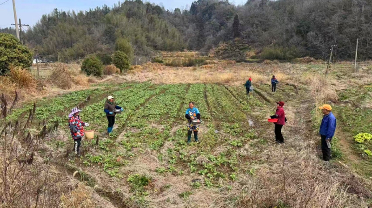 皖黟縣漁亭鎮(zhèn)：落力春管春耕 打造景觀農業(yè)